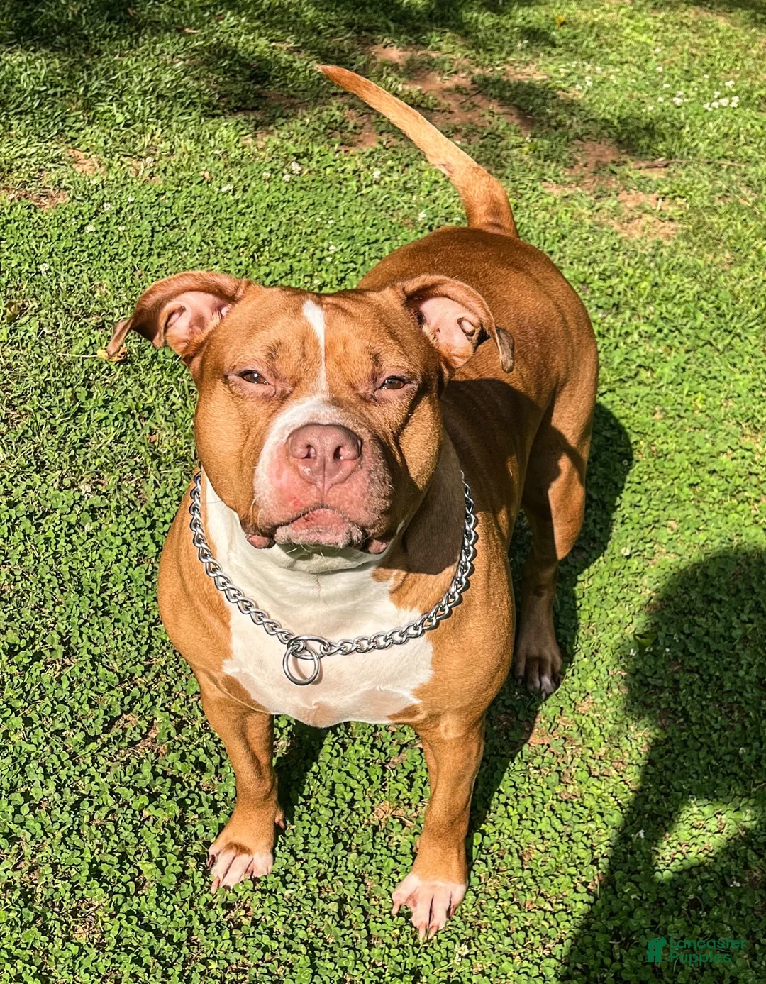 American Bully dogs for sale: American Bully 1 - Ad 2