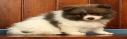 Pomeranian dogs for sale: Manny - Ad 7