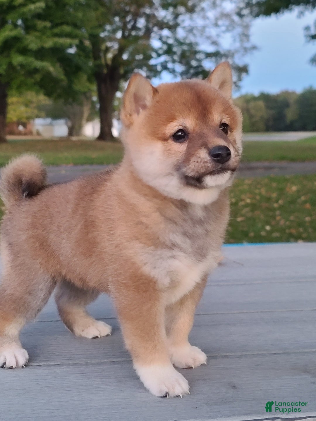 Shiba Inu dogs for sale: Ranger  - Ad 3