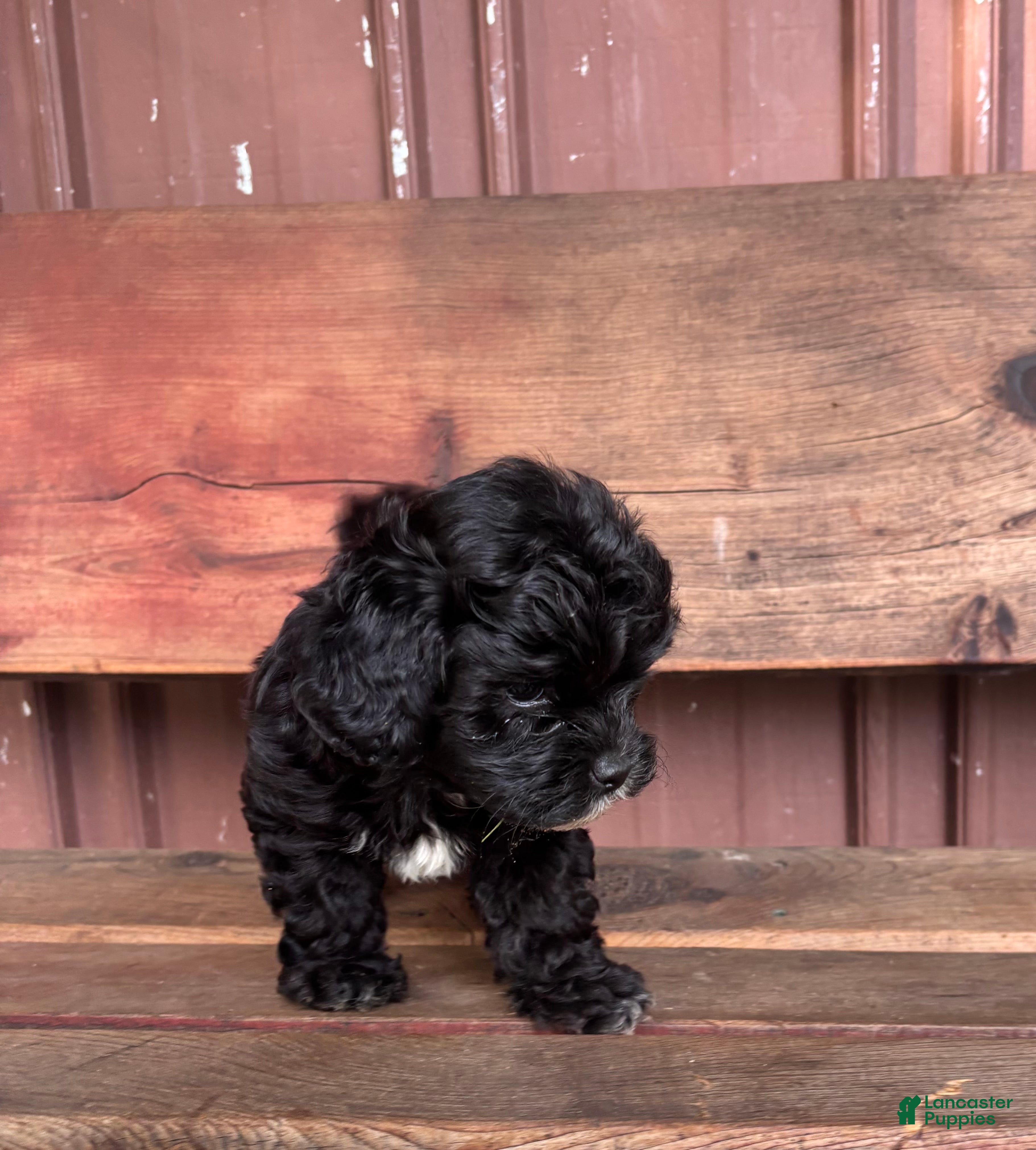Mixed Breed dogs Mixed Breed Puppy 2 - Ad 2