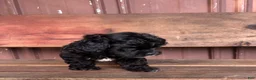 Mixed Breed dogs for sale: Mixed Breed Puppy 2 - Ad 2