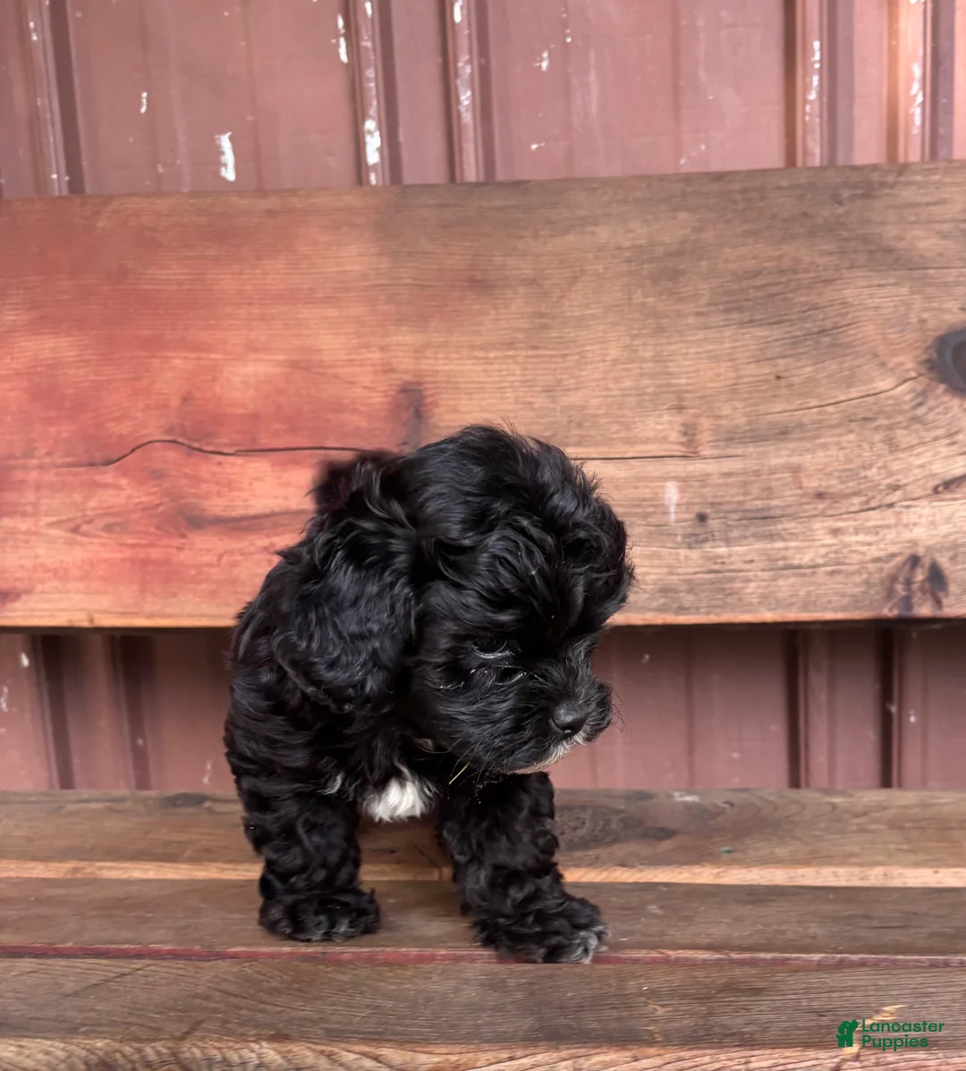 Mixed Breed dogs for sale: Mixed Breed Puppy 2 - Ad 2