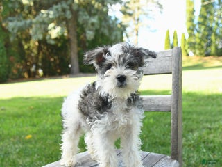 Schnoodle dogs - Ad 3