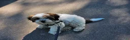 Shihpoo dogs for sale: Coco - Ad 1