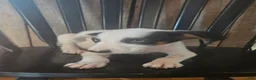Mixed Breed dogs for sale: Forge - Ad 4