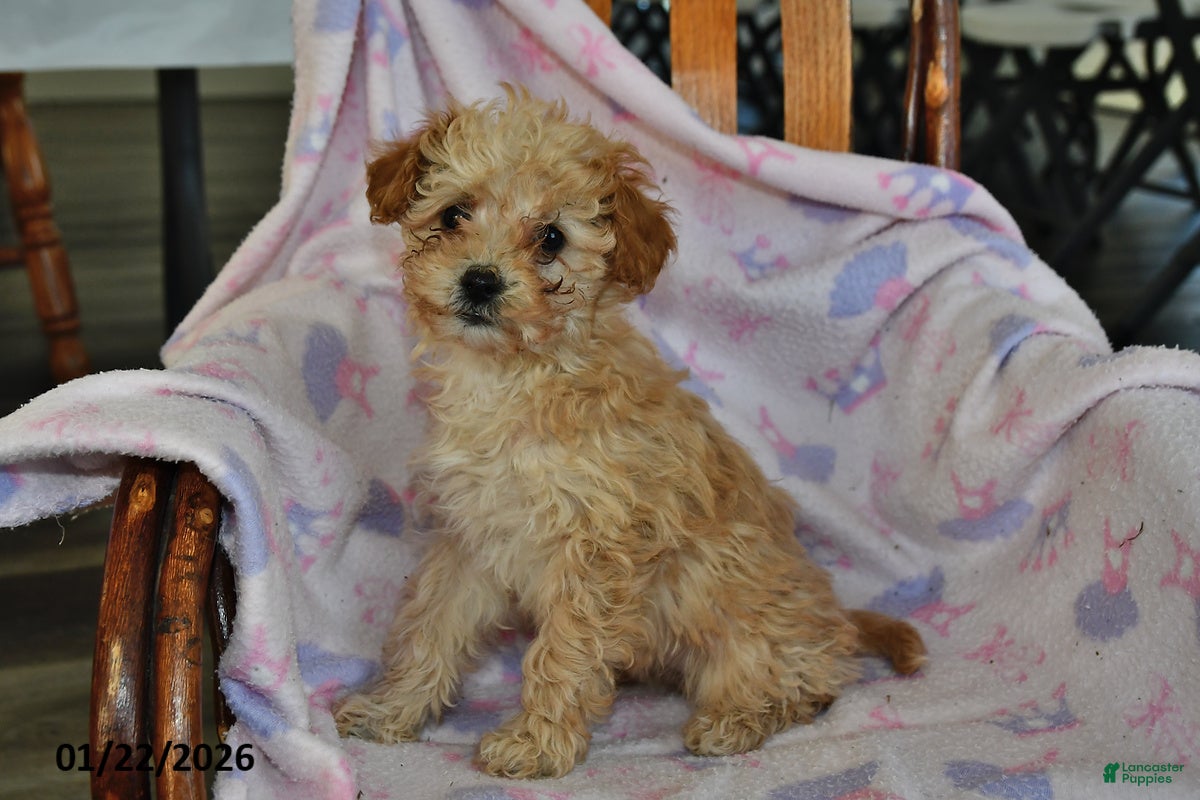Miniature Poodle dogs Piper - Ad 2