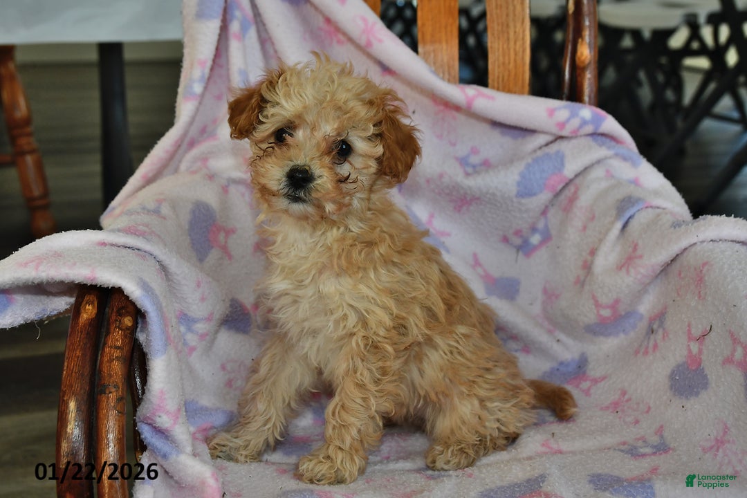 Miniature Poodle dogs for sale: Piper - Ad 2
