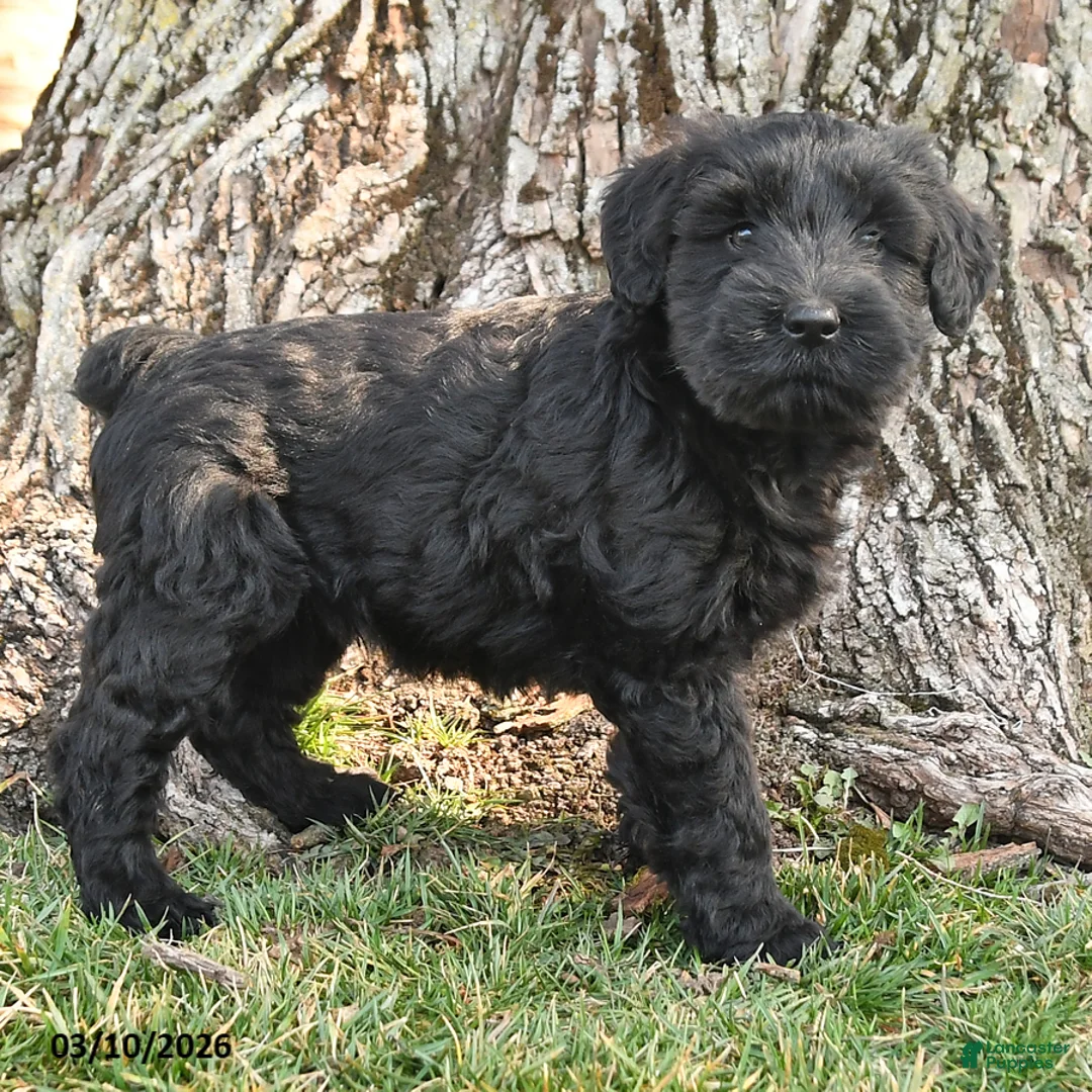 Schnauzer dogs for sale: Patsy - Ad 3