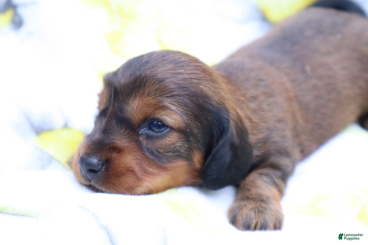 Miniature Dachshund dogs Macy - Ad 1