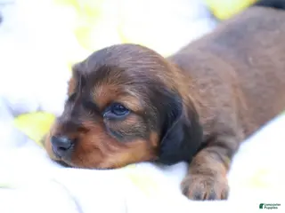 Miniature Dachshund dogs for sale: Macy - Ad 2