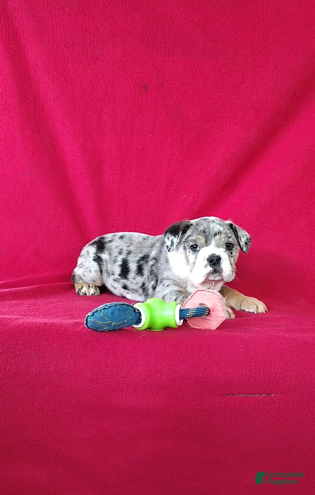 English Bulldog dogs Brady - Ad 1