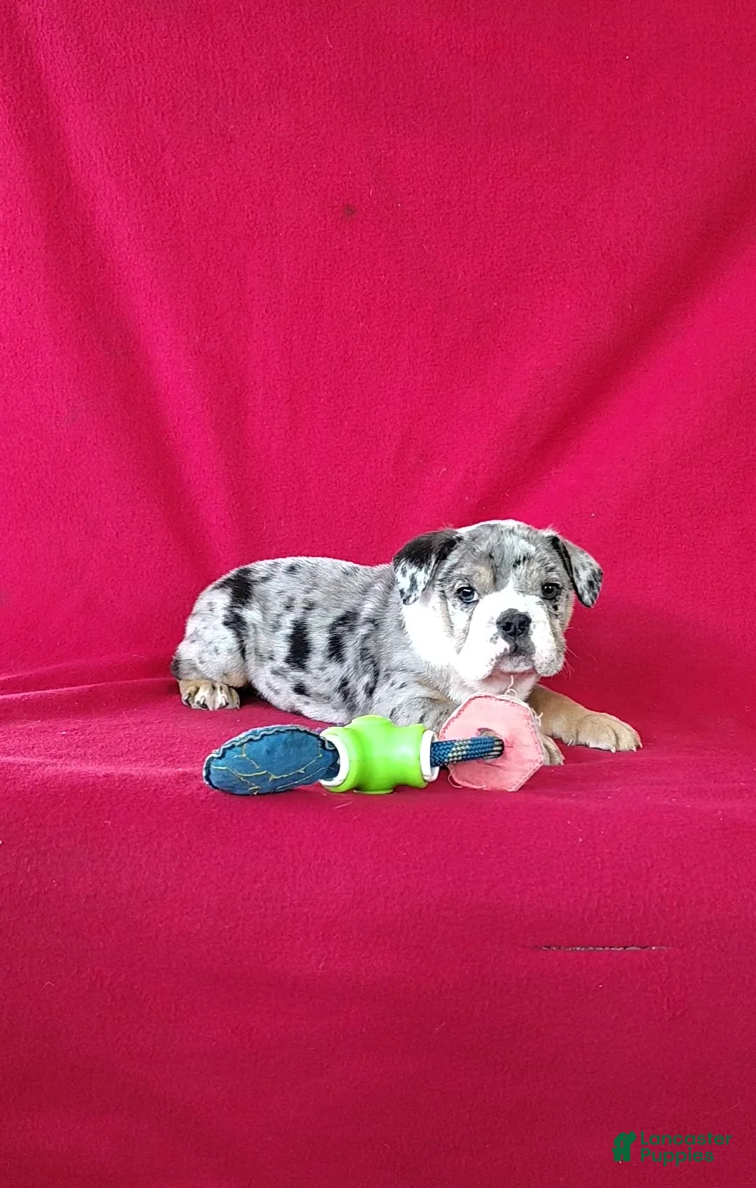 English Bulldog dogs for sale: Brady - Ad 1