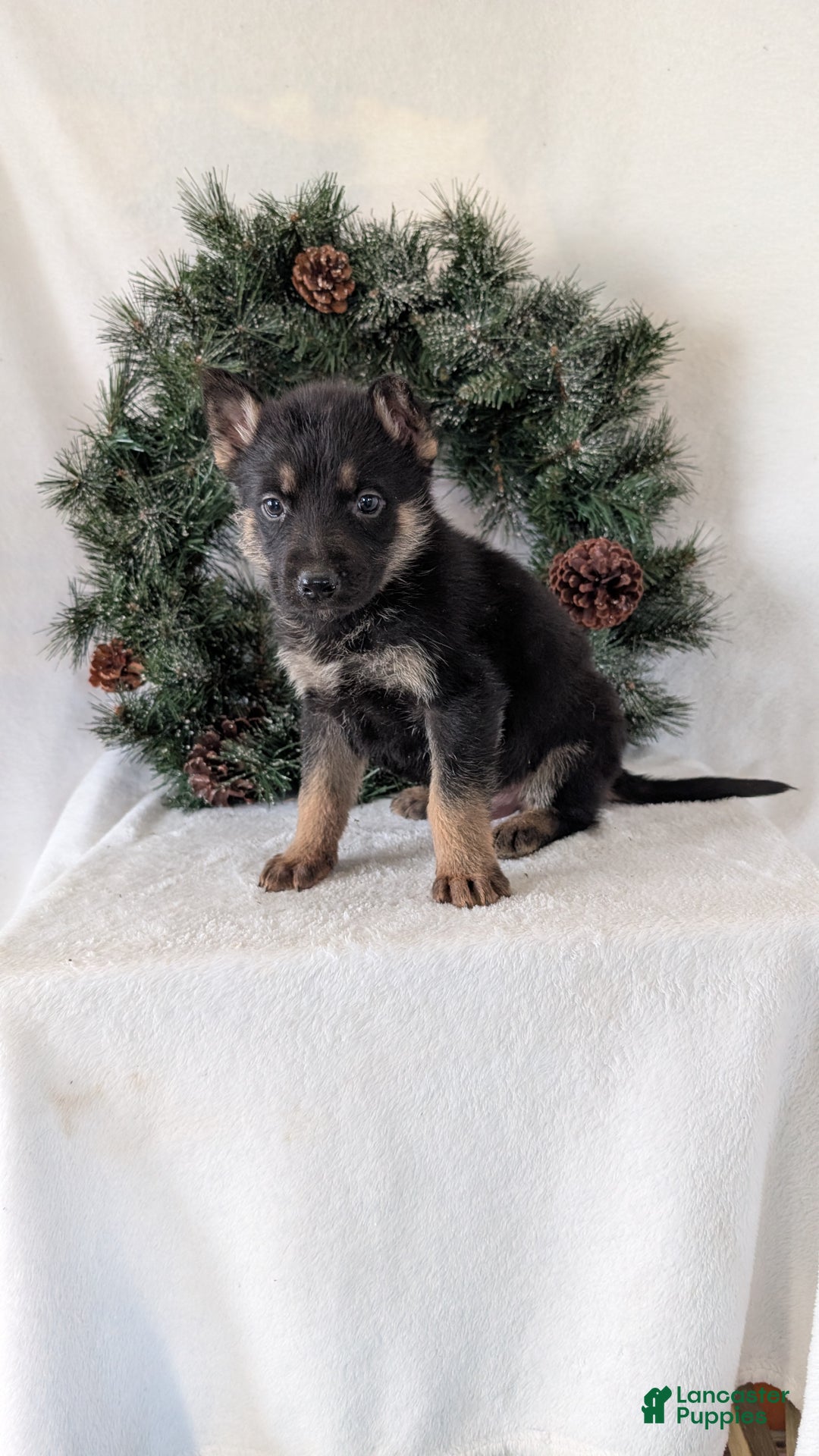 German Shepherd dogs for sale: Jordan  - Ad 3