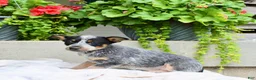 Australian Cattle Dog dogs for sale: Candy - Ad 4