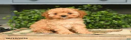 Cockapoo dogs for sale: Maisie - Ad 1