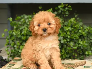 Cockapoo dogs for sale: Maisie - Ad 2