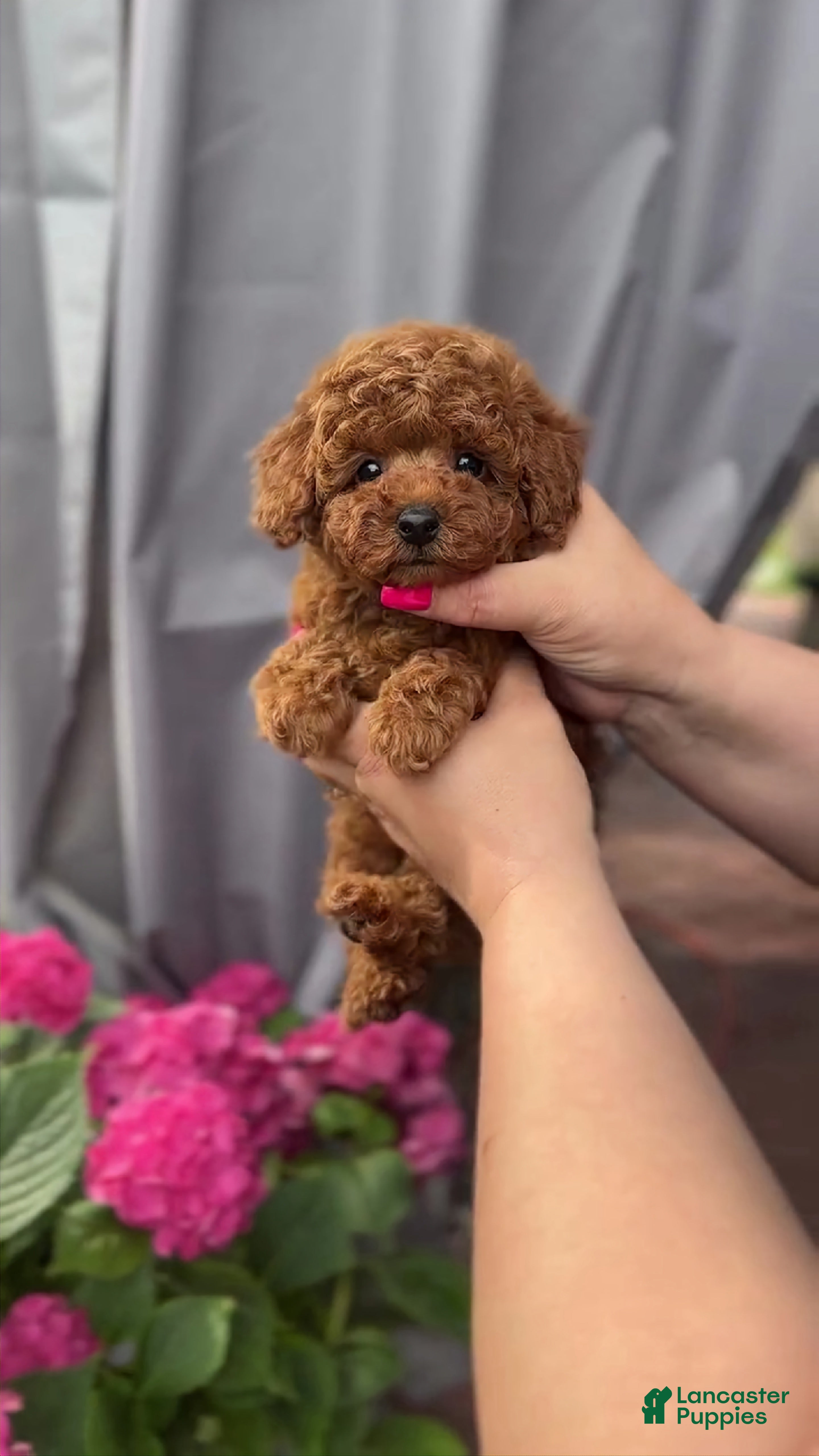 Maltipoo dogs Victor - Ad 3