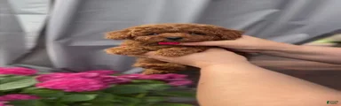 Victor