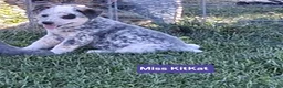 Australian Cattle Dog dogs for sale: AKC Australian Cattle Dog Miss Kit Kat    - Ad 3