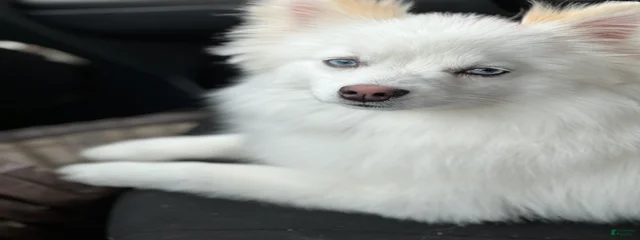 Bella