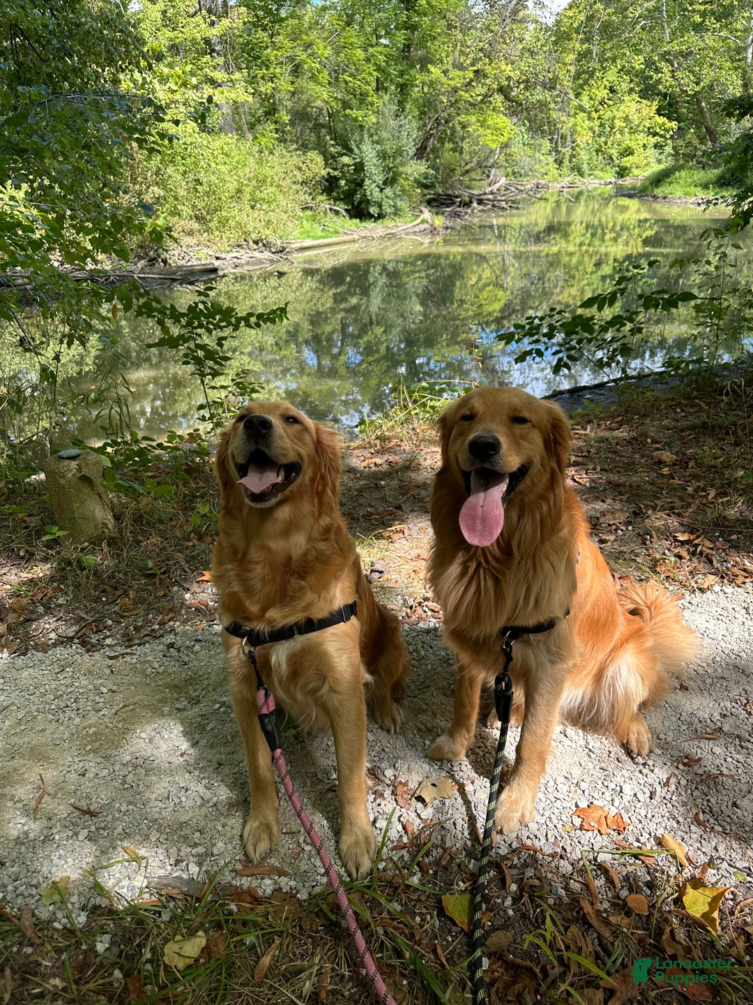 Golden Retriever dogs for sale: Golden Retriever Dark Pink Girl - Ad 19