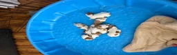 Brittany Spaniel dogs for sale: Brittany Spaniel 4 - Ad 6