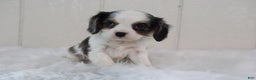 Cavalier King Charles Spaniel dogs for sale: Rosco - Ad 6