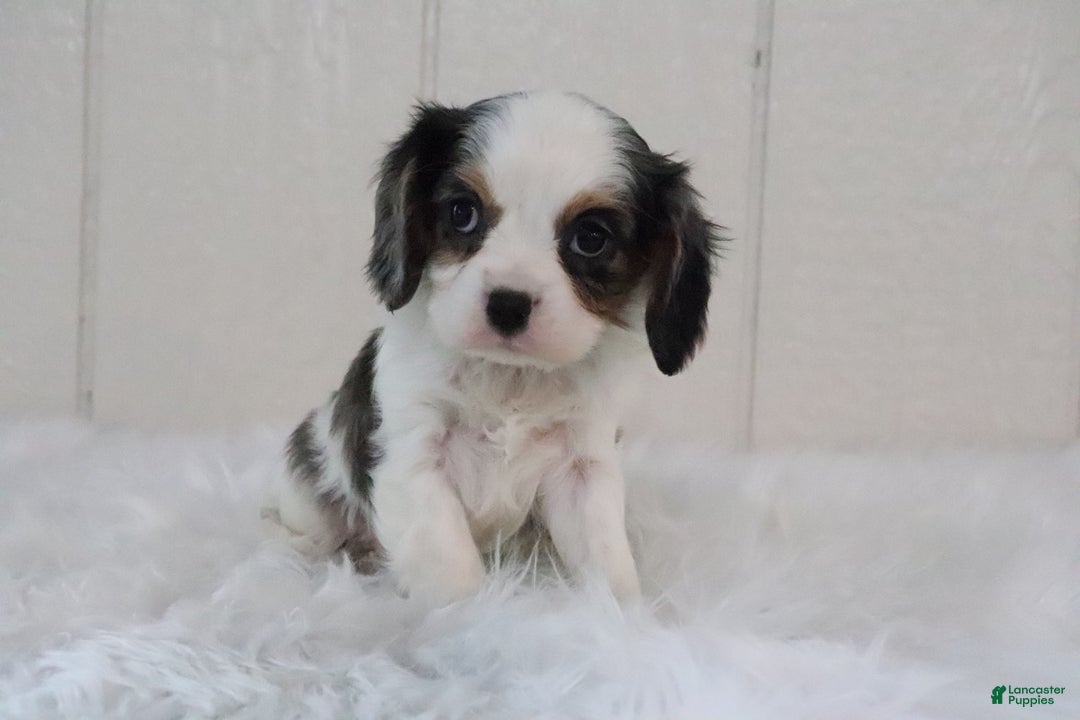 Cavalier King Charles Spaniel dogs for sale: Rosco - Ad 6