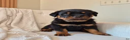 Rottweiler dogs for sale: Bruno - Ad 3