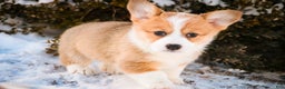 Welsh Corgi Pembroke dogs for sale: Gwen - Ad 4