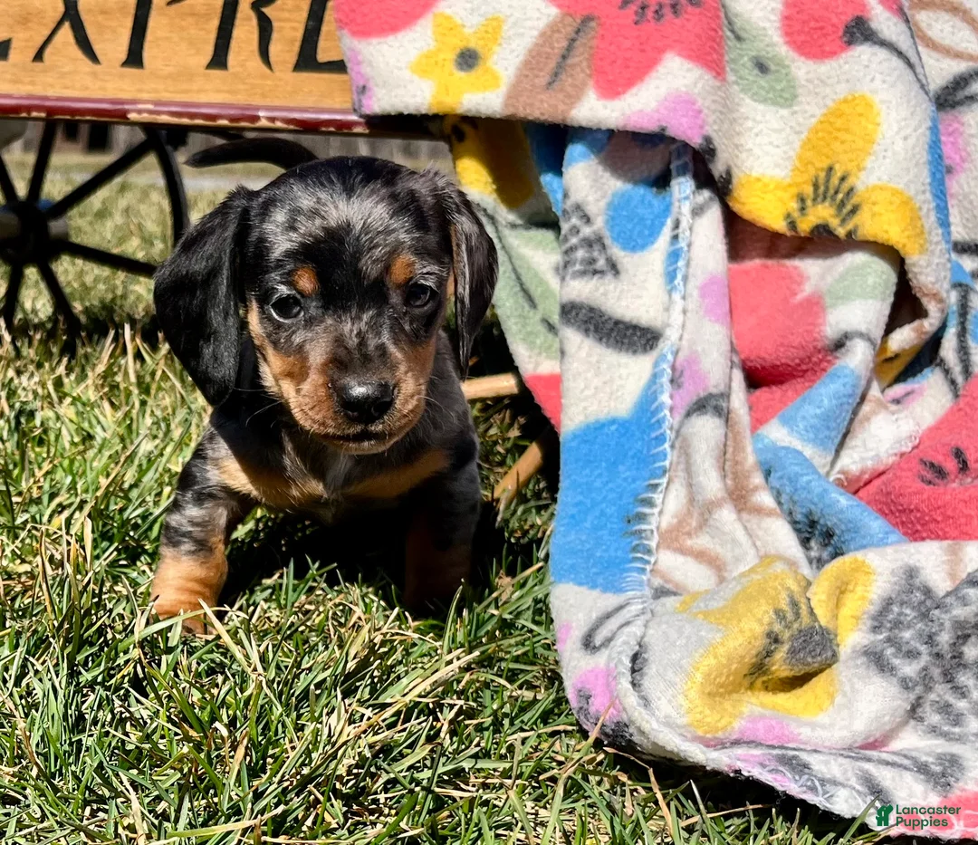 Dachshund dogs for sale: Charlie❤️🐾Miniature Dachshund❤️ACA Registered🐾❤️Call 610-273-9348 - Ad 2