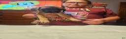 English Mastiff dogs for sale: English Mastiff 8 - Ad 2