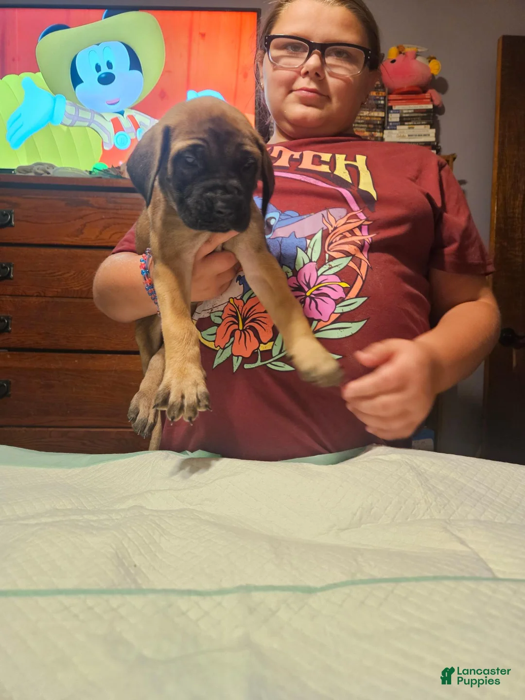 English Mastiff dogs for sale: English Mastiff 8 - Ad 2