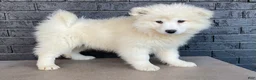 Samoyed dogs for sale: Sasha - Ad 2