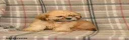 Shih Tzu dogs for sale: Zachary - Ad 15