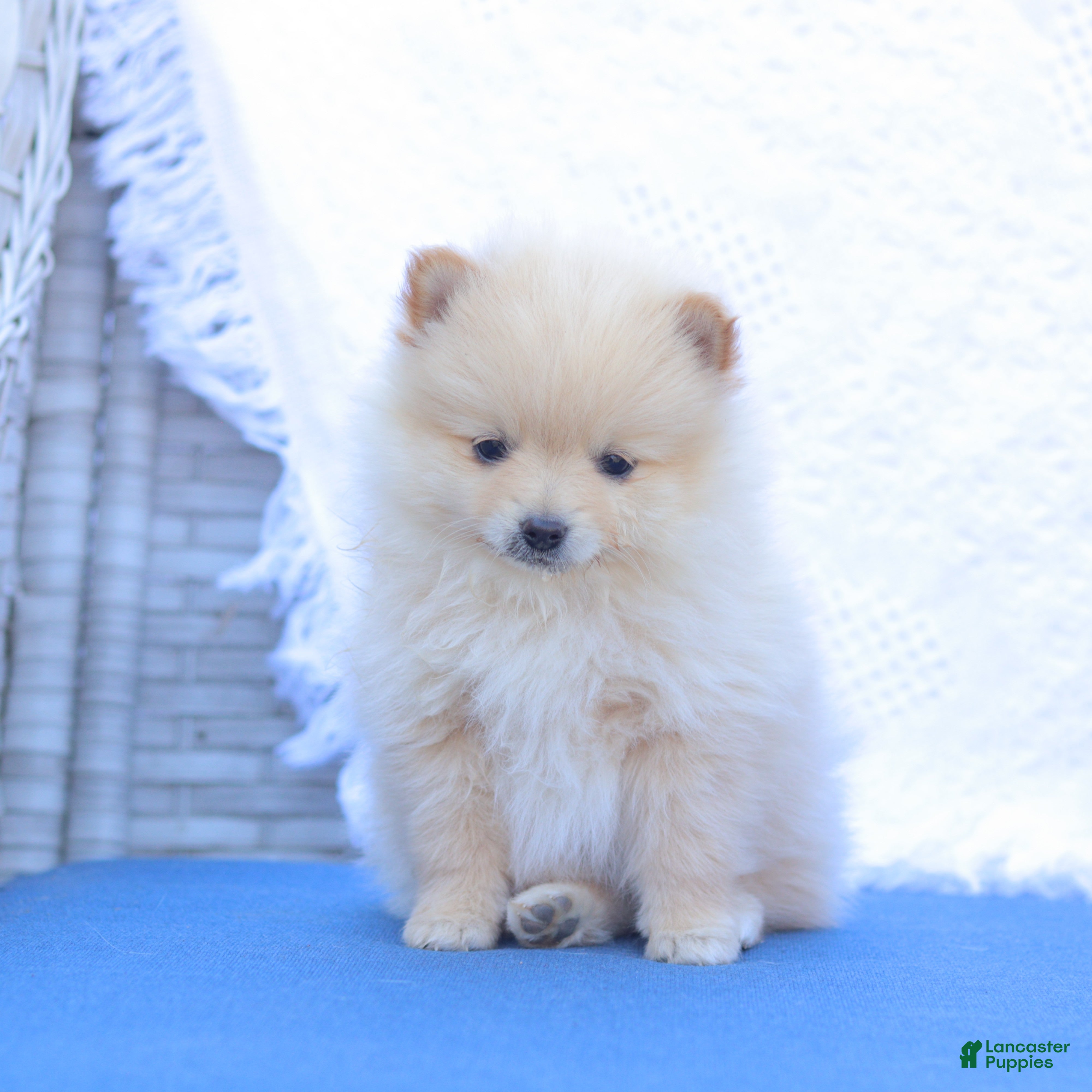 Pomeranian dogs Arthur - Ad 1