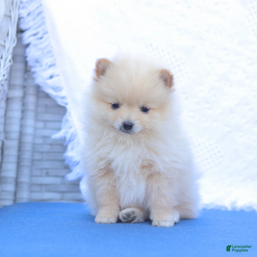 Pomeranian dogs for sale: Arthur - Ad 1
