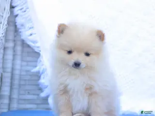 Pomeranian dogs for sale: Arthur - Ad 3