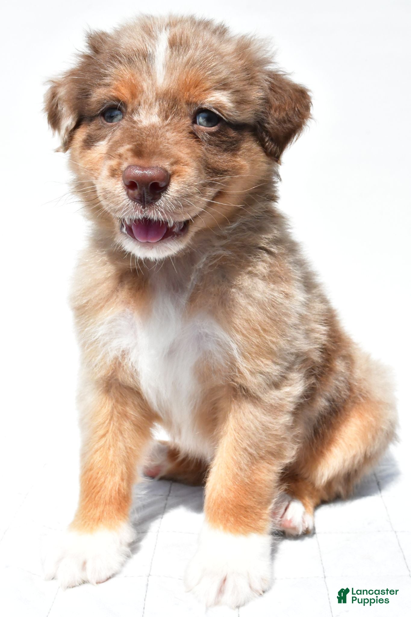 Australian Shepherd dogs Lee - Ad 1