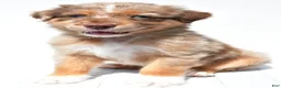 Australian Shepherd dogs for sale: Lee - Ad 1