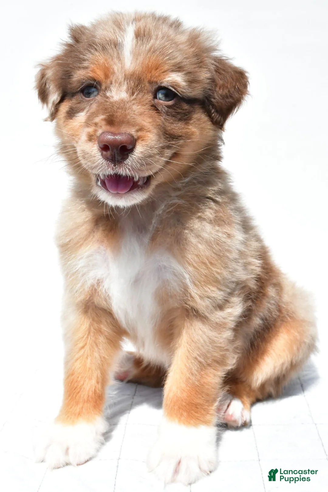 Australian Shepherd dogs for sale: Lee - Ad 1