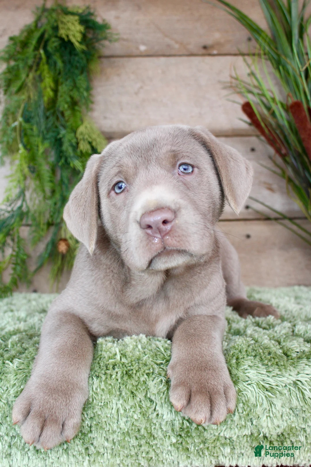 Labrador Retriever dogs for sale: Silver Sam - Ad 1