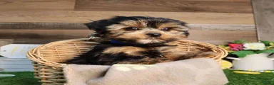 Yorkshire Terrier Puppy 2