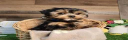 Yorkshire Terrier dogs for sale: Yorkshire Terrier Puppy 2 - Ad 1