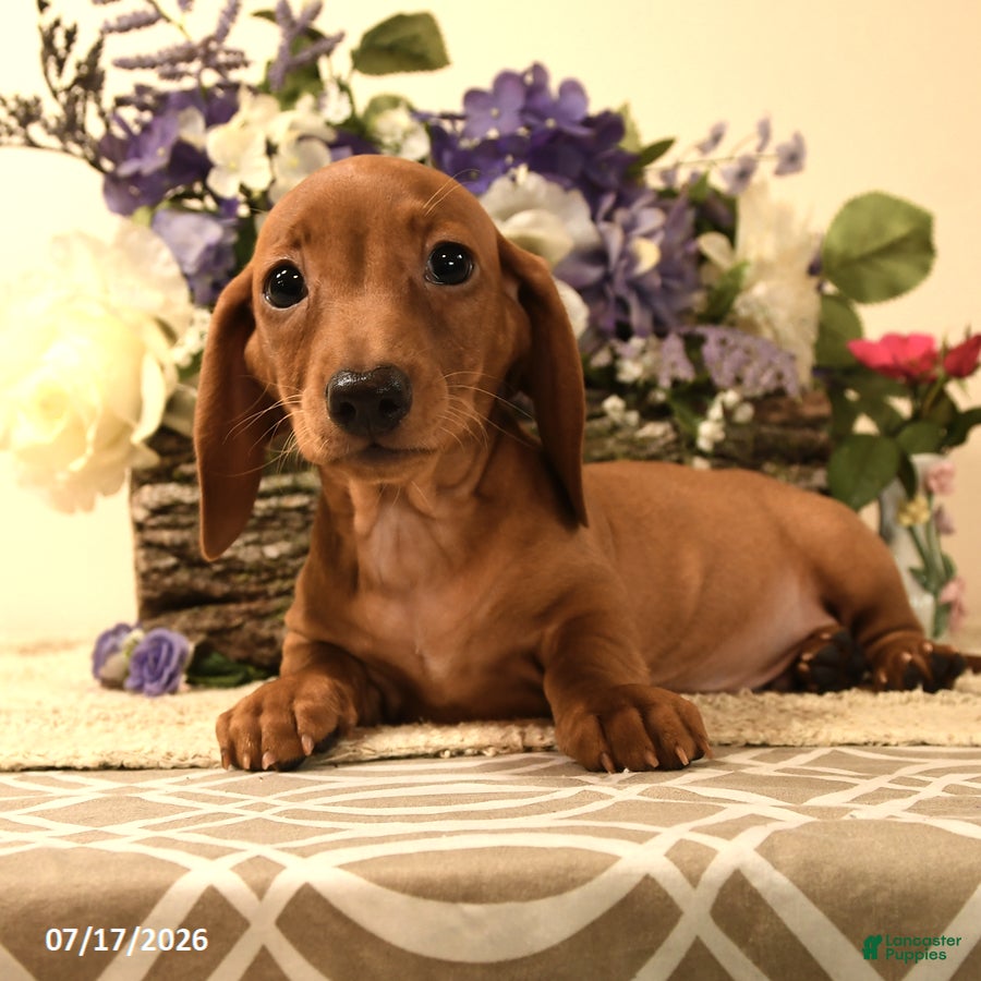Miniature Dachshund dogs Candy - Ad 2