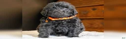 Mini Goldendoodle dogs for sale: Mr Miko (Mini) - Ad 4