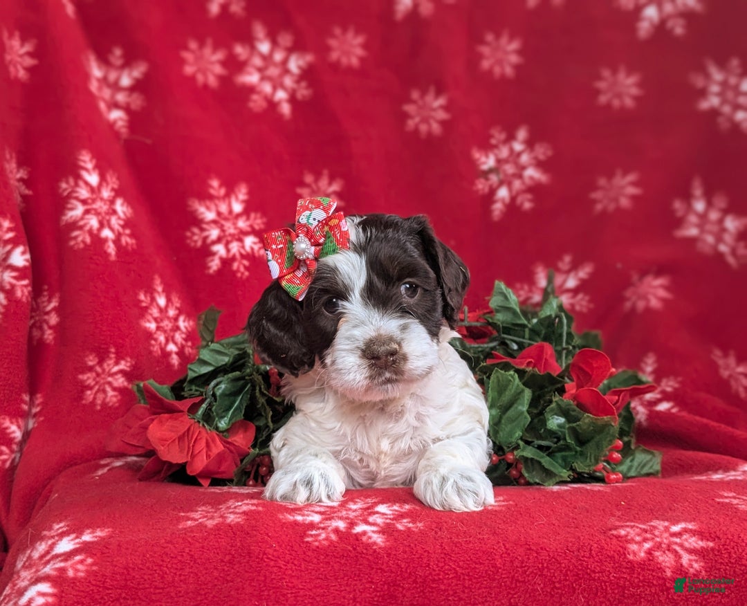 Cockapoo dogs for sale: Belinda Chocolate and White - Ad 5