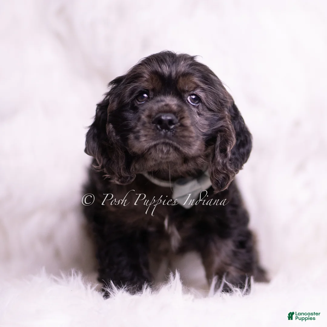 Cocker Spaniel dogs for sale: Jive - Ad 2
