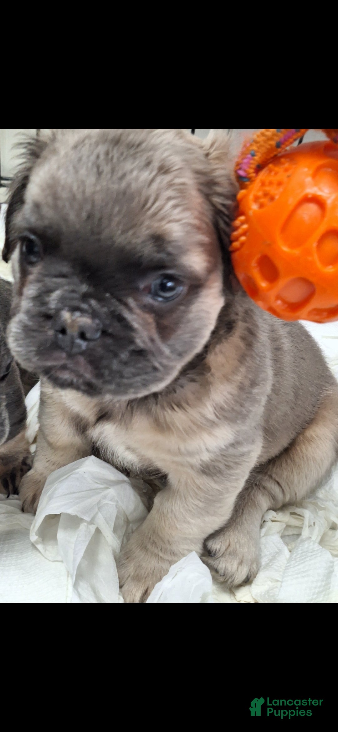 French Bulldog dogs Fade  - Ad 16