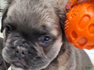 French Bulldog dogs Fade - Ad 11